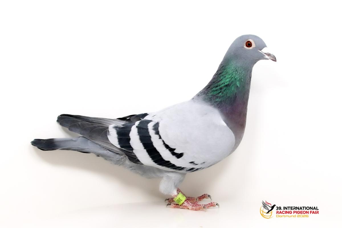 I - DV 07243-16-487 - Eric u. Albert Groh I-58-DV365