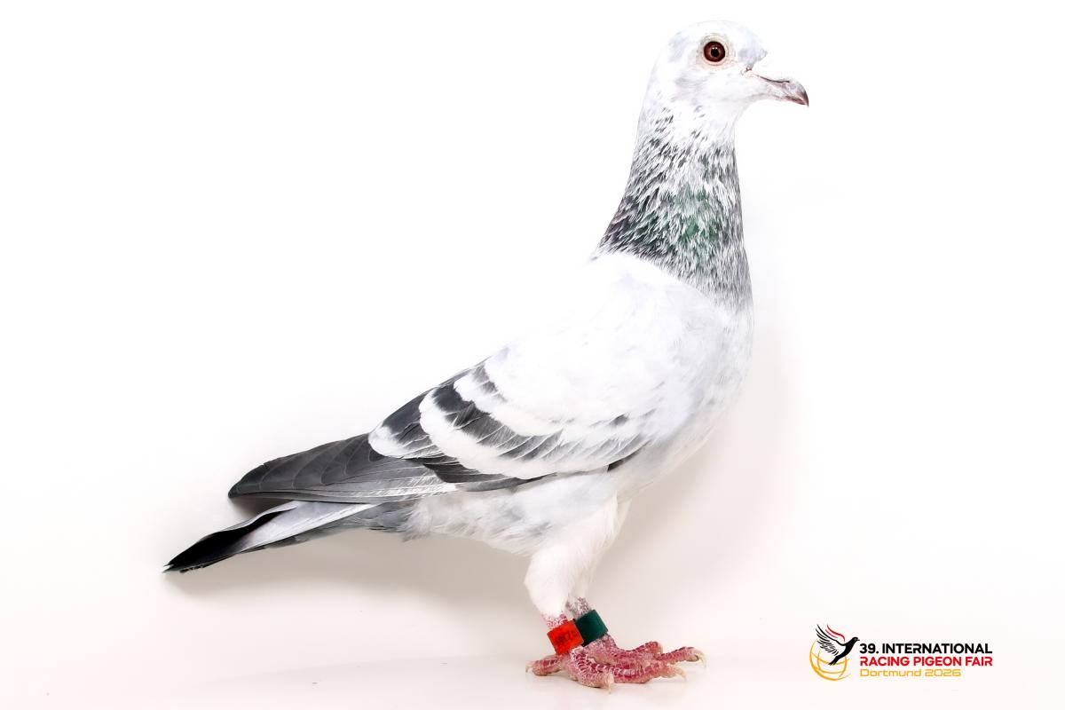 A - DV 04117-22-2369 - Team Kallen Sporttauben--A-31-DV2369