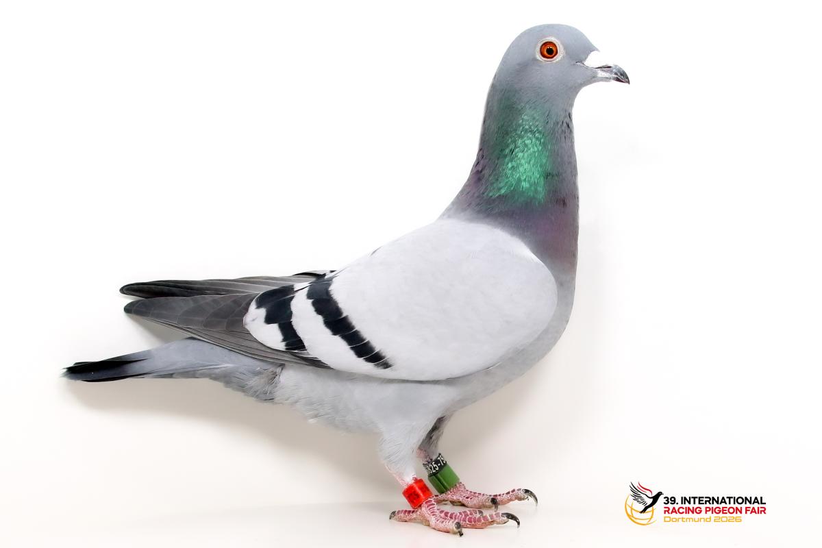 A - DV 01289-22-512 - M., M., B. u. J. Meiser Sporttauben--A-32-DV1289-22-512-Meiser