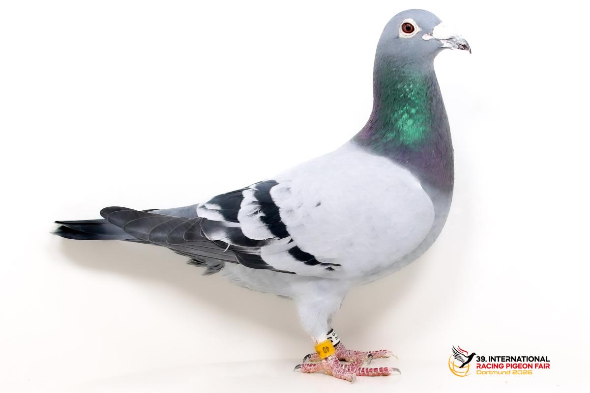 C - DV 04762-119-40 - SG Pfoh Sporttauben--C-37-DV40