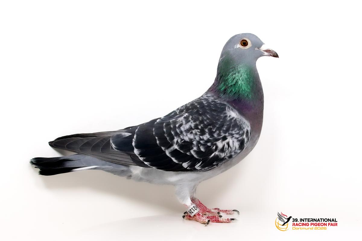 F - DV 09118-25-2126 - Alexander Dietzel Sporttauben--F-49-DV2126