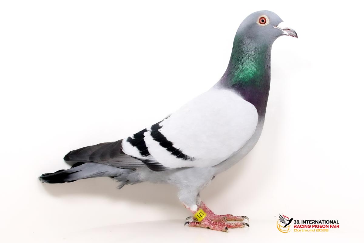 G - DV 01769-24-171 - Mohamed Sbah Sporttauben--G-51-DV171