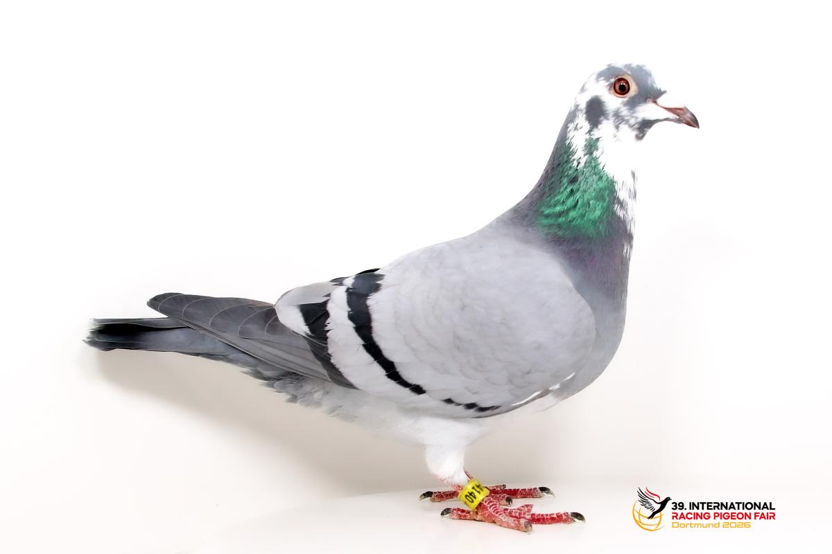 G - DV 06559-24-4140 - Stefan Funke Sporttauben--G-53-DV4110